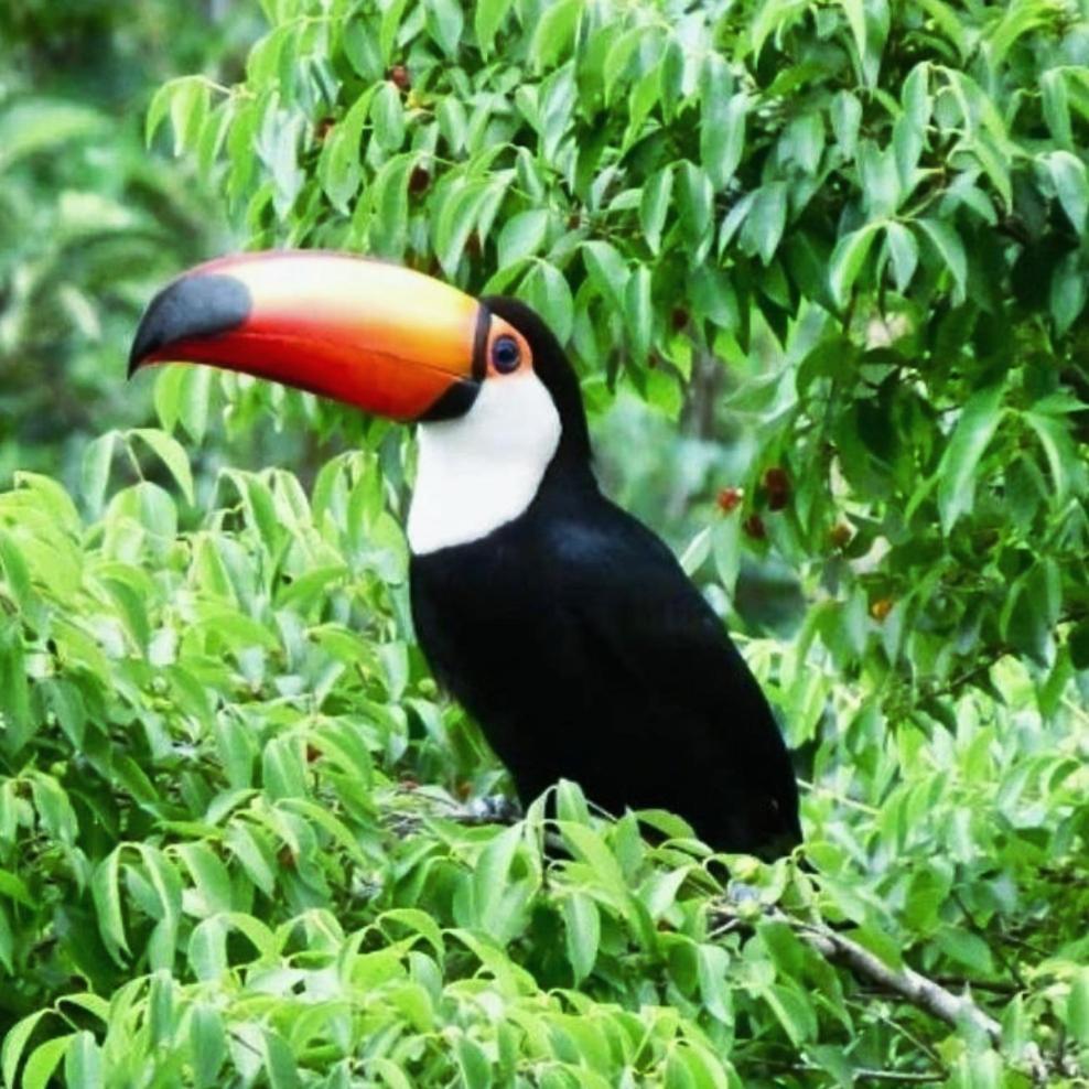 Bosque Toque Toque Hotel São Sebastião